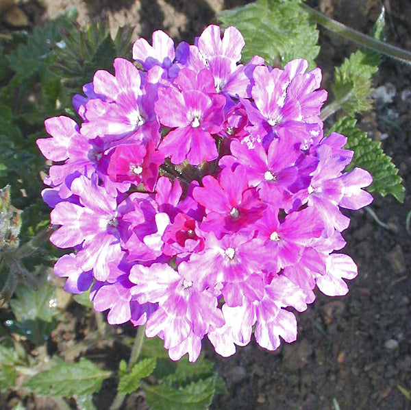 VERBENA 'FIESTA'