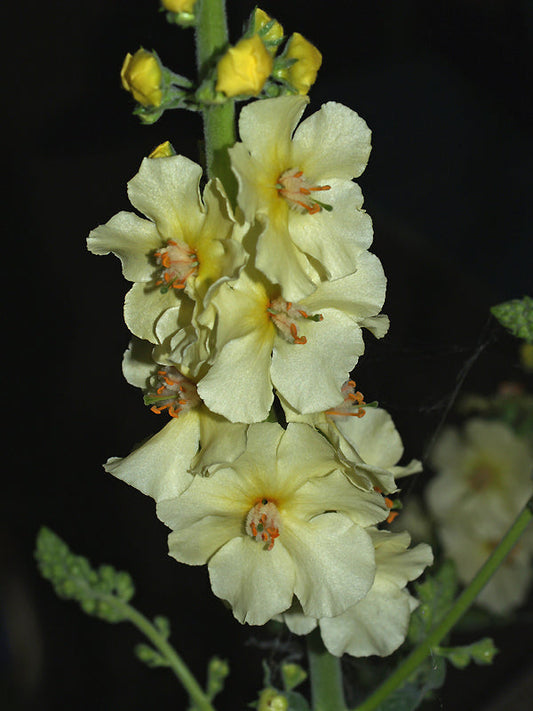 VERBASCUM 'GAINSBOROUGH'