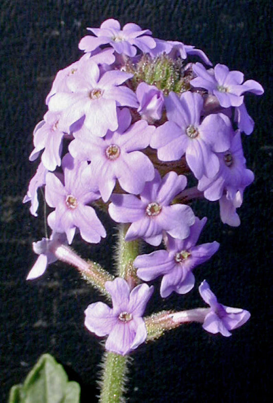 VERBENA GOODINGII