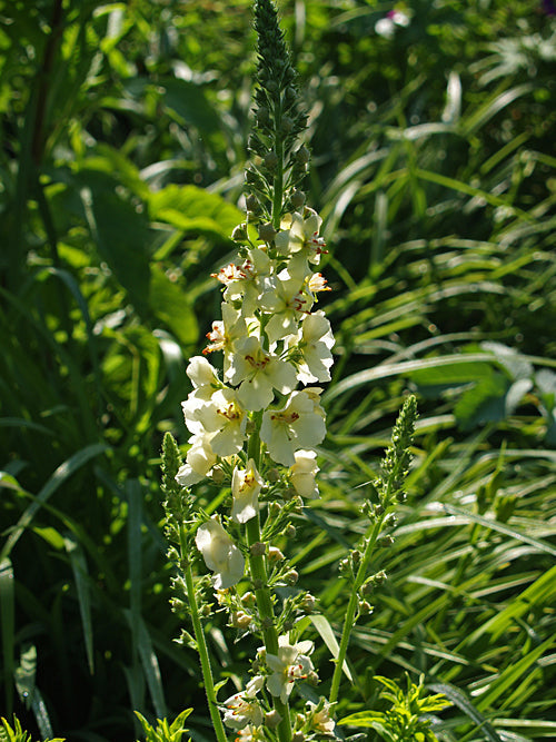 VERBASCUM 'HYDE HALL SURPRISE'