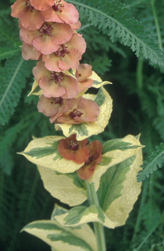 VERBASCUM 'HELEN JOHNSON' variegated