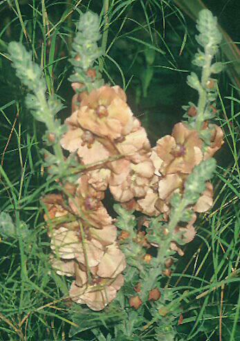 VERBASCUM 'HELEN JOHNSON'