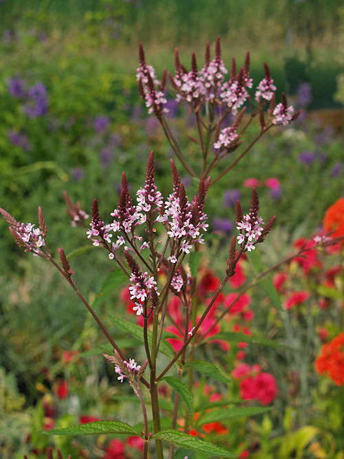 VERBENA HASTATA pink
