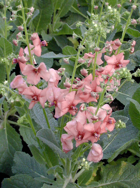VERBASCUM 'JACKIE'