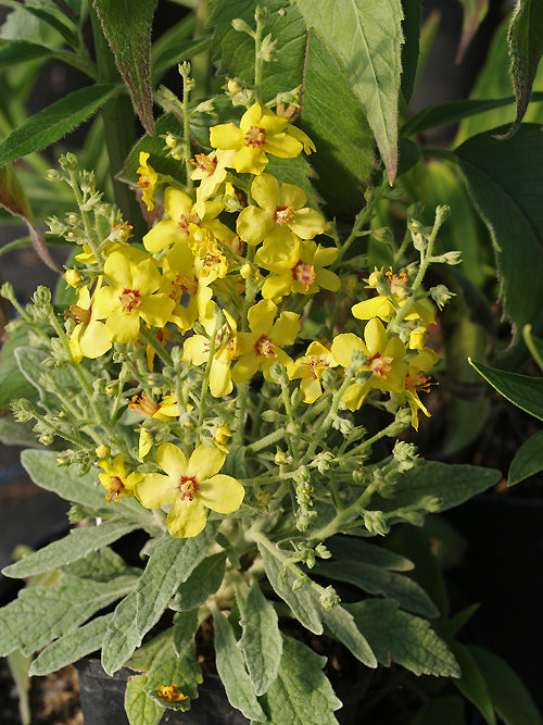 VERBASCUM 'LETITIA'