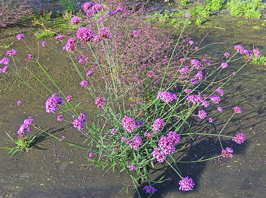 VERBENA BONARIENSIS 'LOLLIPOP'