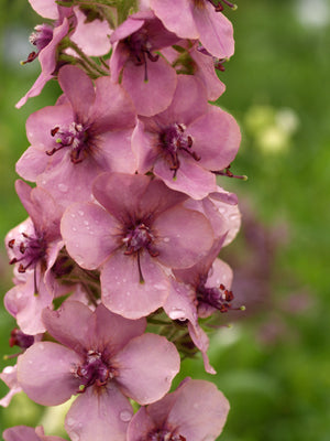 VERBASCUM 'MERLIN'