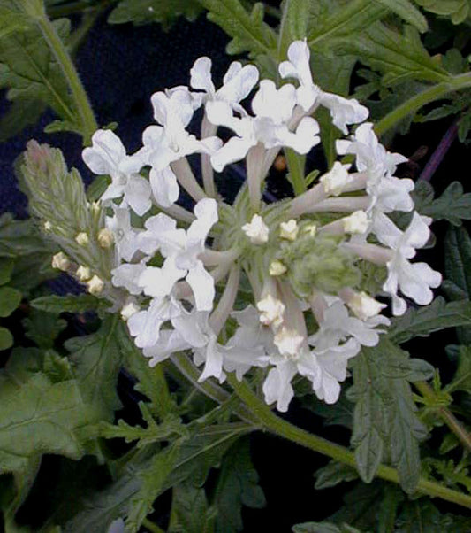 VERBENA PLATENSIS RCB RA-P-2