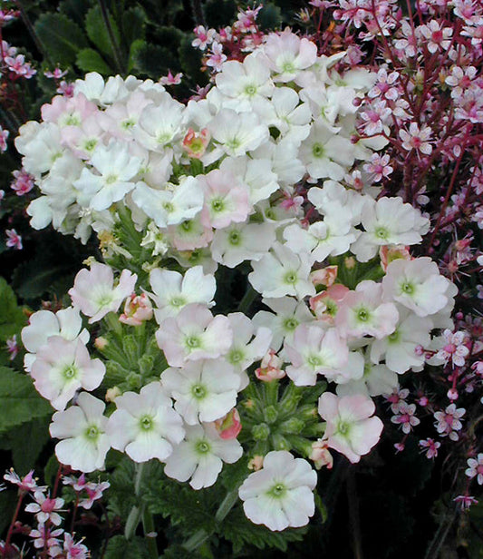 VERBENA 'PEACH BLOSSOM'