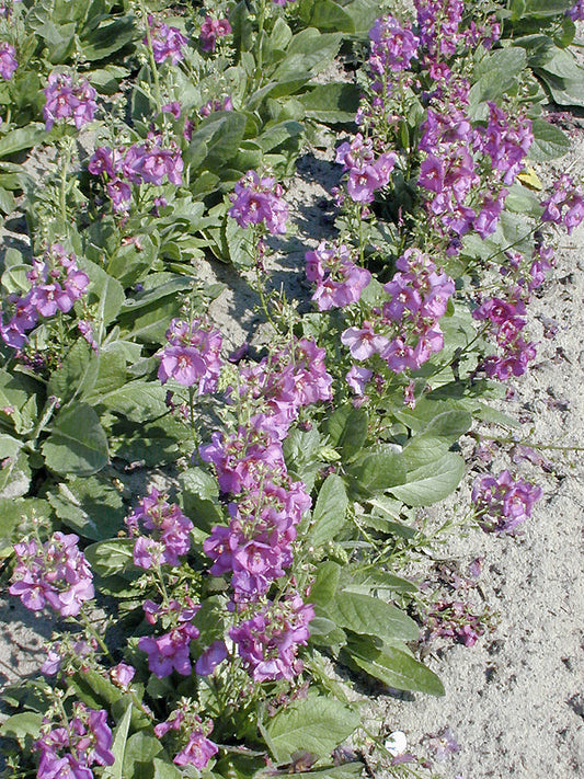 VERBASCUM 'PLUM SMOKEY'