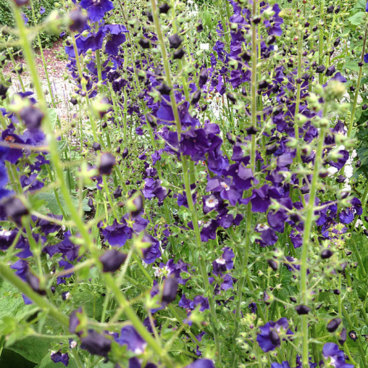 VERBASCUM PHOENICEUM