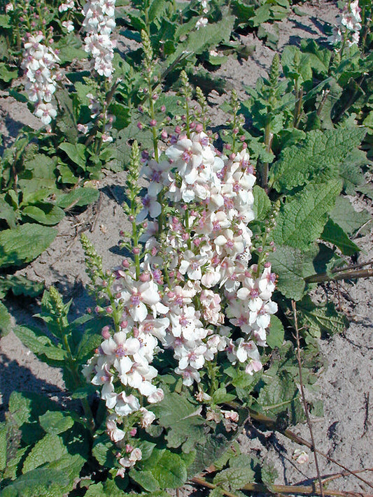 VERBASCUM 'RASPBERRY RIPPLE'