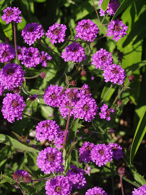 VERBENA RIGIDA