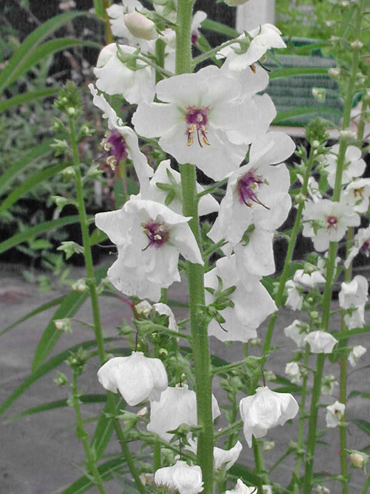 VERBASCUM ROROPPIFOLIUM