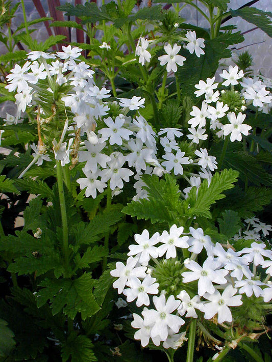 VERBENA 'SNOW FLURRY'