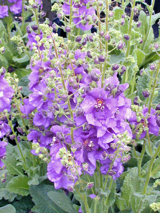VERBASCUM 'SUGAR PLUM'