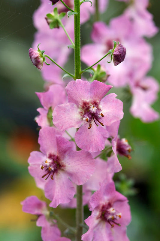VERBASCUM 'SUMMER SORBET'