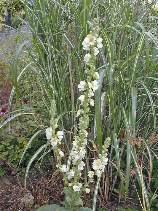 VERBASCUM 'SPICA'