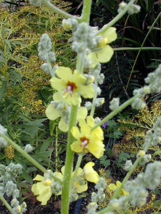 VERBASCUM SP. TQ-A-2