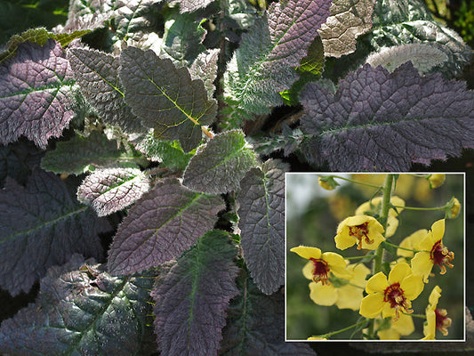 VERBASCUM XANTHOPHOENICEUM TQ-80