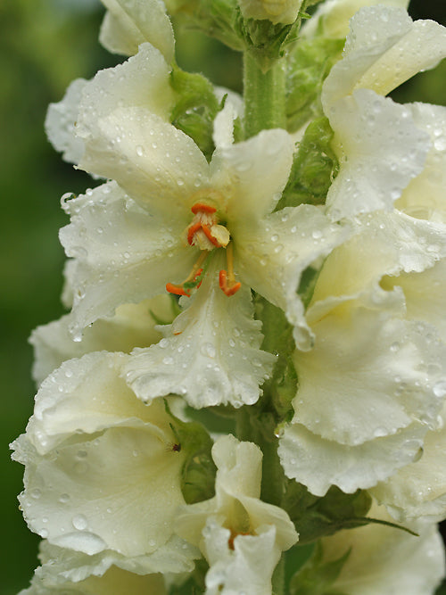 VERBASCUM 'DUMP'
