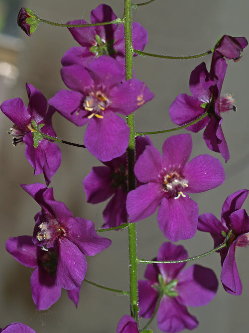 VERBASCUM PHOENICEUM 'VIOLETTA'