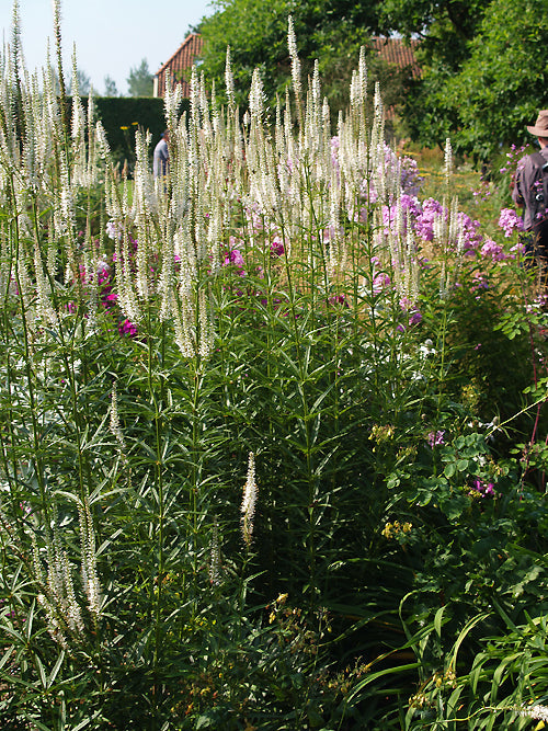 VERONICASTRUM VIRGINICUM 'DIANE'