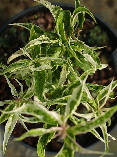 VERONICASTRUM SIBIRICUM FRED