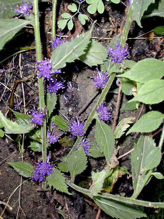 VERONICASTRUM VILLOSULUM