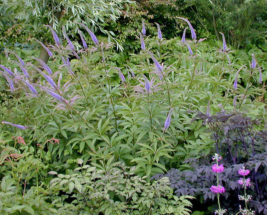VERONICASTRUM SIBIRICUM