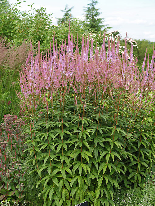 VERONICASTRUM 'ADORATION'