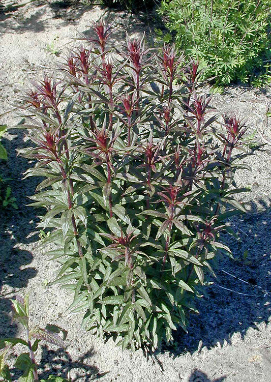 VERONICASTRUM VIRGINICUM 'ERICA'