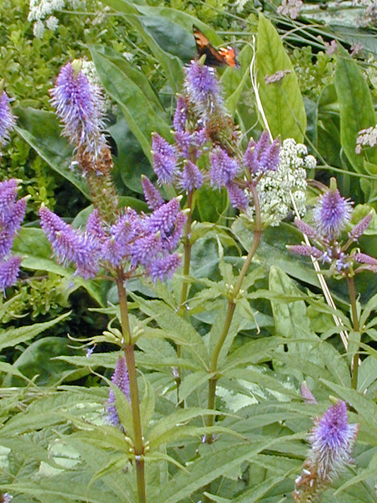 VERONICASTRUM VIRGINICUM 'FASCINATION'