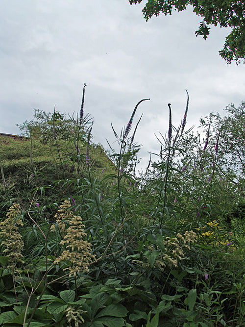 VERONICASTRUM VIRGINICUM 'LAVENDERTURM'