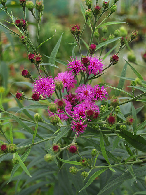 VERNONIA GLAUCA