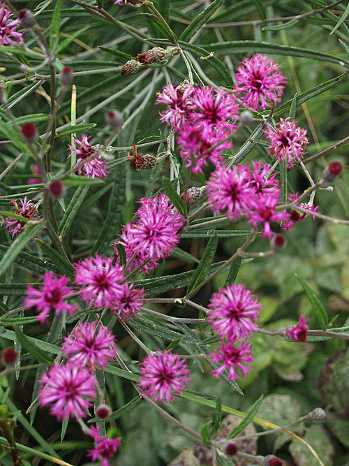 VERNONIA LINDHEIMERI