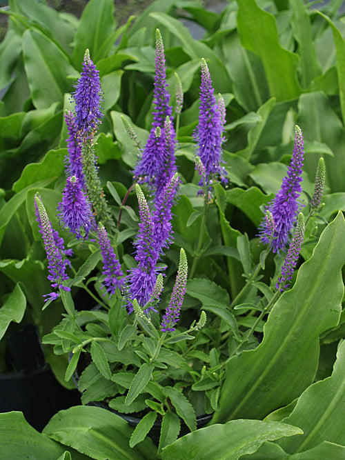 VERONICA SPICATA 'YOUNIQUE BABY BLUE'