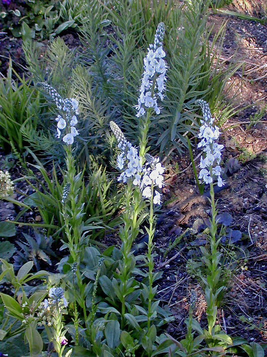 VERONICA GENTIANOIDES 'BARBARA SHERWOOD'