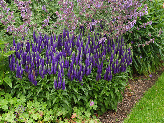 VERONICA 'ROYAL CANDLES'