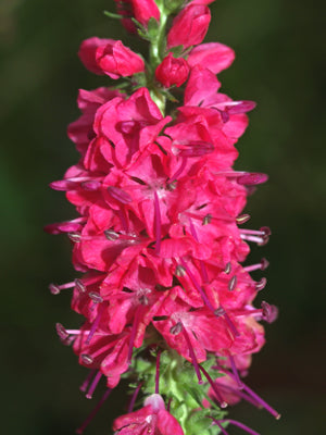 VERONICA SPICATA 'ROTFUCHS'