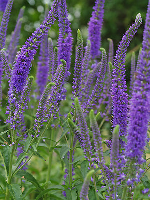 VERONICA LONGIFOLIA 'BLUE JOHN'