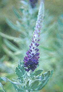 VERONICA ORNATA