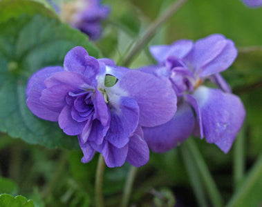 VIOLA ODORATA 'BRUNEAU'