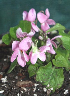 VIOLA ODORATA 'LYDIA GROVES'