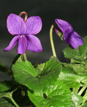 VIOLA ODORATA 'BARONNE ALICE DE ROTHSCHILD'