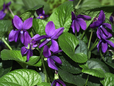 VIOLA ODORATA 'THE CZAR'