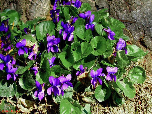 VIOLA 'GOVERNOR HERRICK'