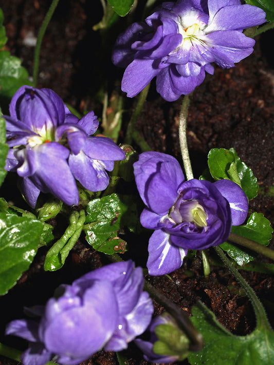 VIOLA ODORATA 'KING OF VIOLETS'