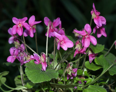 VIOLA ODORATA 'VIN D'ANDRÉ THORP'