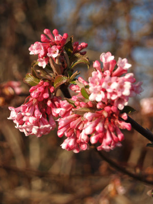 VIBURNUM x BODNATENSE 'DAWN'